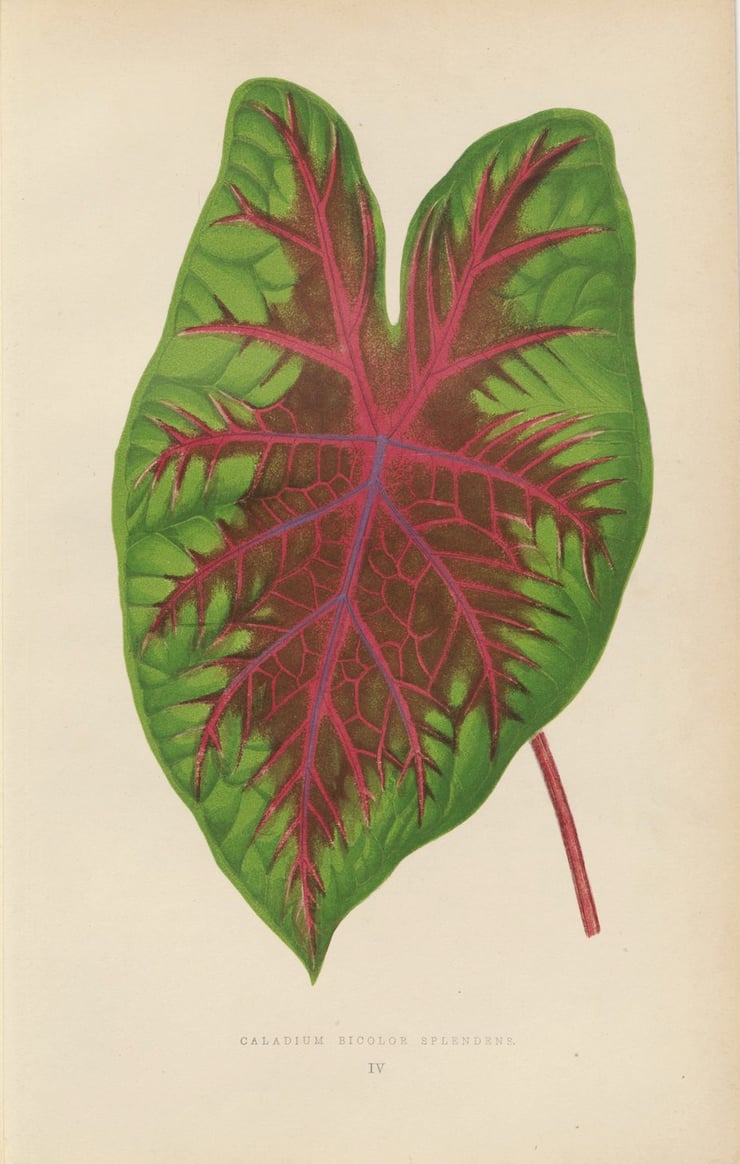 Caladiu Bicolor Splandens Poster Caladiu Bicolor Splandens Poster